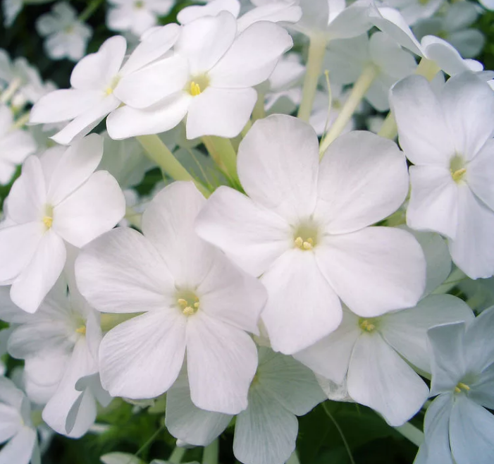 Флокс вайт. Флокс метельчатый ландшафтный белый. Флокс (Phlox White Admiral) i. Флокс Рембрандт (с+) белый. Флокс белый Адмирал~4817.