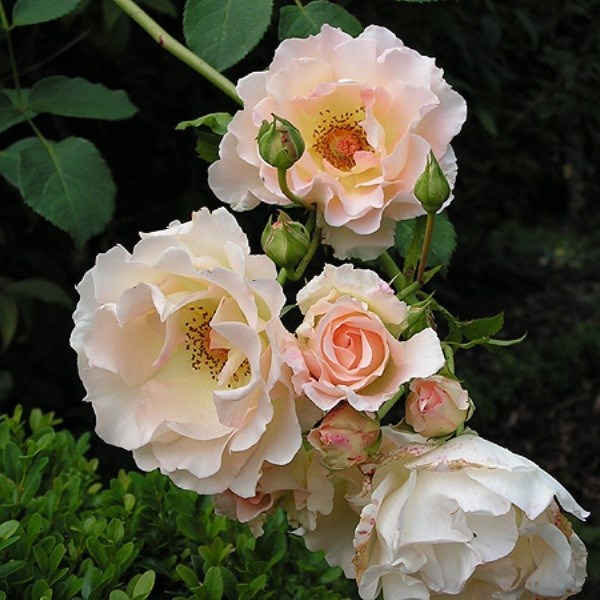 Роза шраб Рококо - фото 17158