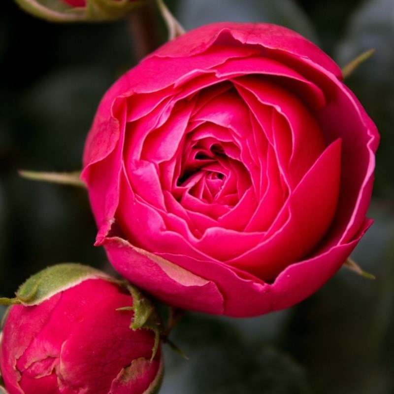 Роза шраб Мэджик Рококо - фото 17160