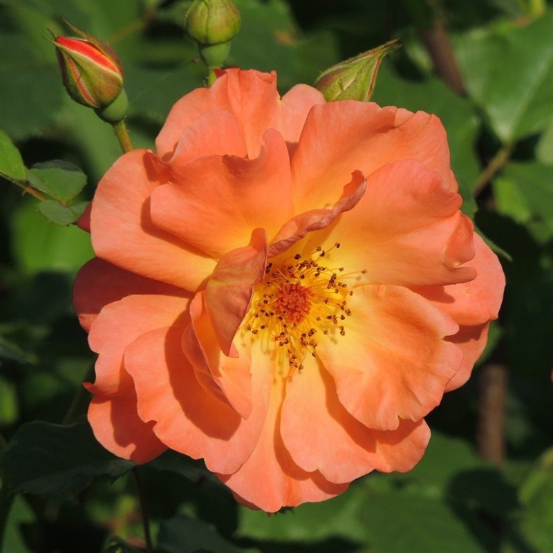 Роза шраб Вестерланд - фото 17164