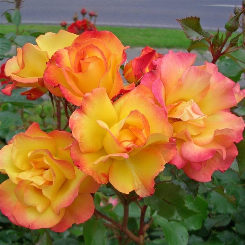 Роза шраб Бонанза - фото 17165