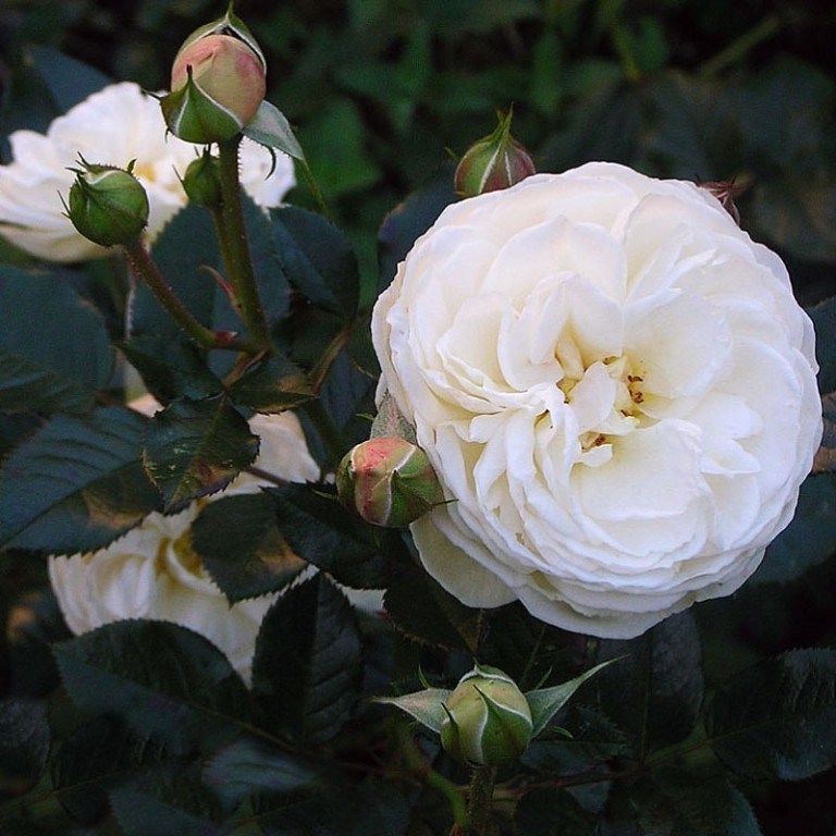 Роза шраб Артемис - фото 17168