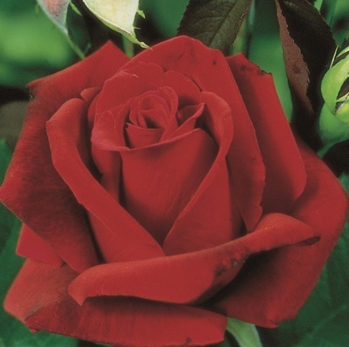 Роза чайно-гибридная Эротика - фото 17176