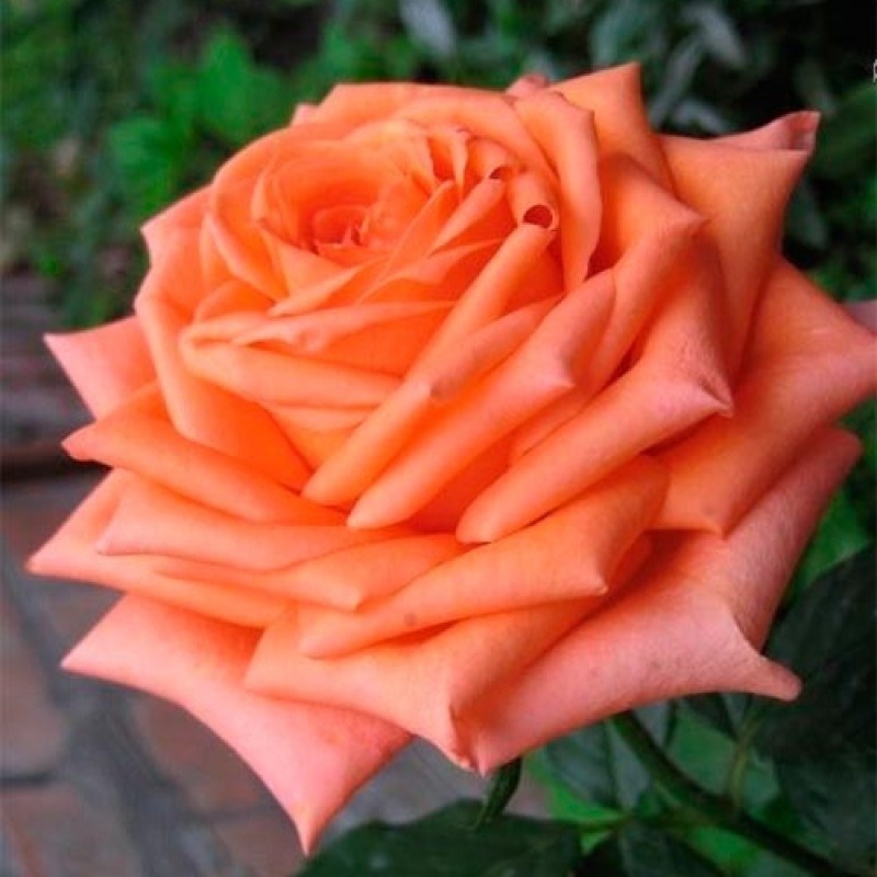 Роза чайно-гибридная Эльдорадо - фото 17177