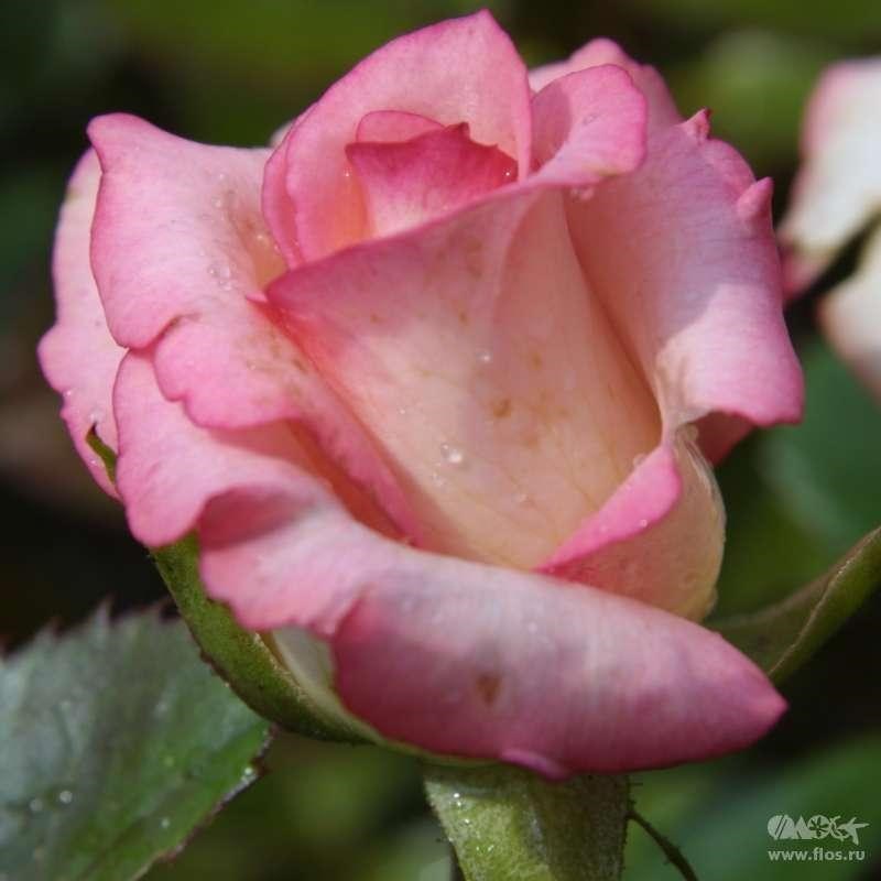Роза чайно-гибридная Элеганс - фото 17179
