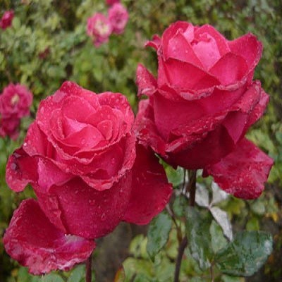 Роза чайно-гибридная Экскалибур - фото 17180