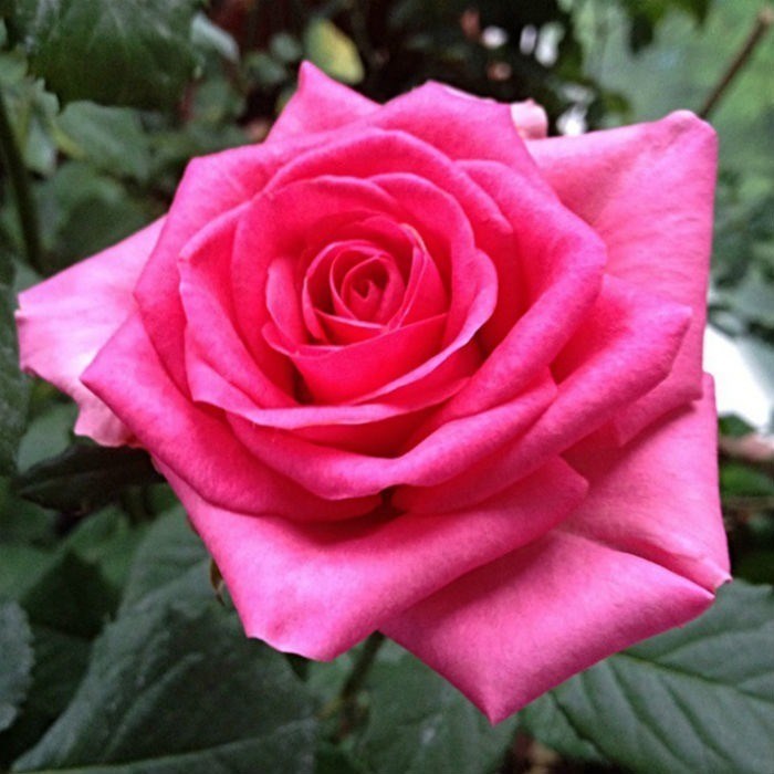 Роза чайно-гибридная Шок Версилия - фото 17185