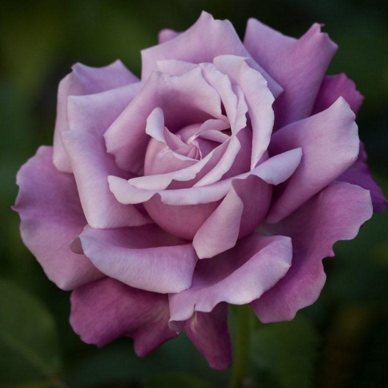 Роза чайно-гибридная Шарль де Голь - фото 17186
