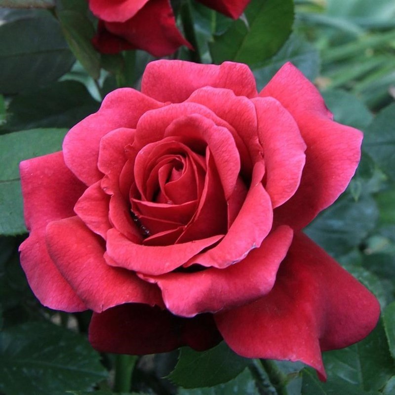 Роза чайно-гибридная Шарлотта - фото 17187