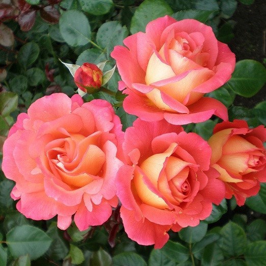 Роза чайно-гибридная Шанти - фото 17189