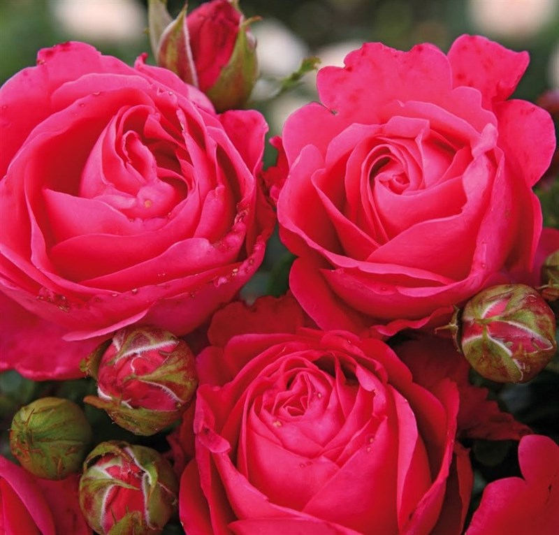 Роза чайно-гибридная Черри Лэди - фото 17192