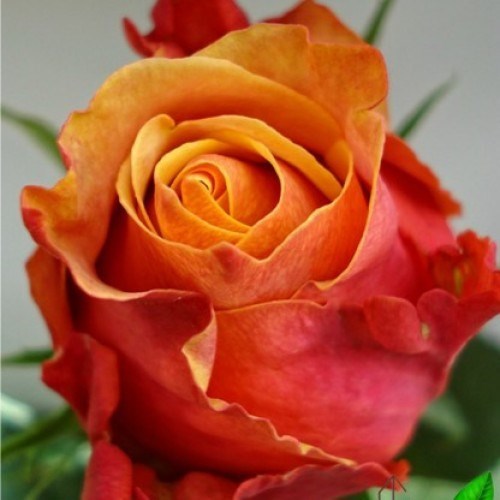 Роза чайно-гибридная Черри Бренди - фото 17193