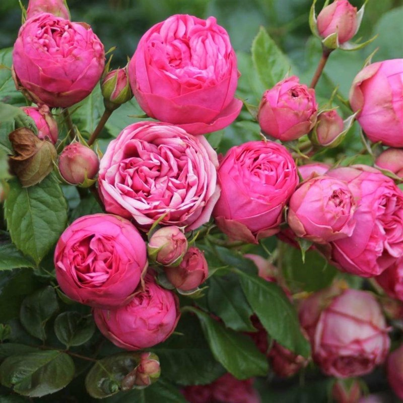 Роза чайно-гибридная Хэппи Пионо - фото 17198