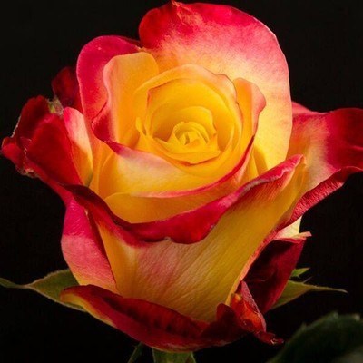 Роза чайно-гибридная ХОТ-Меренга - фото 17201
