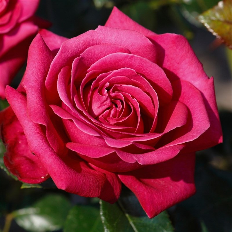 Роза чайно-гибридная ХОТ-леди - фото 17202