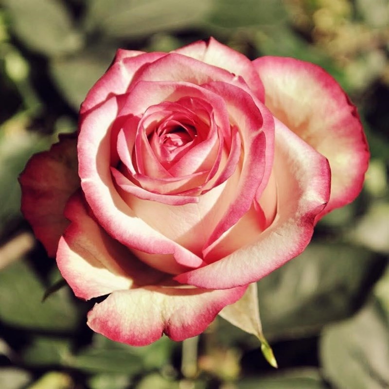 Роза чайно-гибридная Фулл Хаус - фото 17207