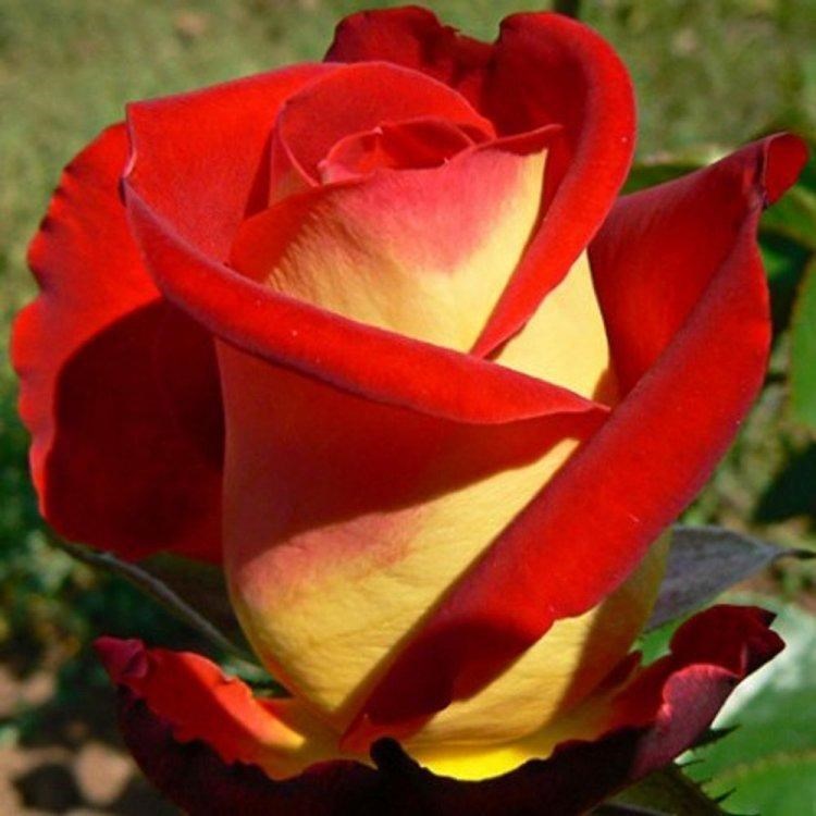 Роза чайно-гибридная Френдшип - фото 17210