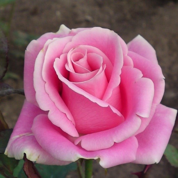 Роза чайно-гибридная Фосфор - фото 17211
