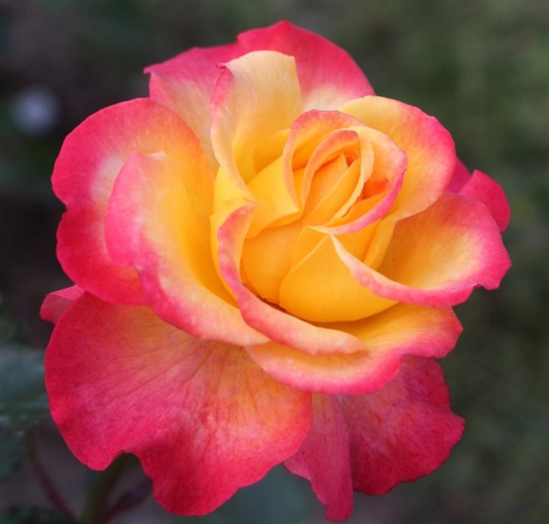 Роза чайно-гибридная Флэминг Стар - фото 17214