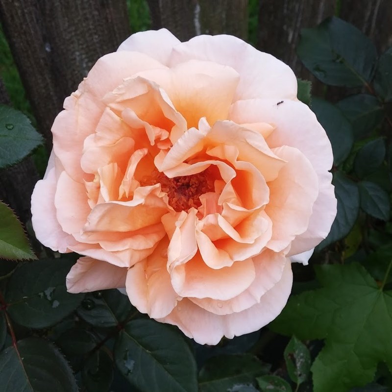 Роза чайно-гибридная Федора - фото 17217