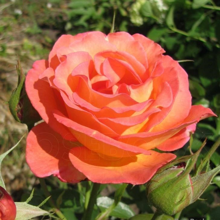 Роза чайно-гибридная Утопия - фото 17218