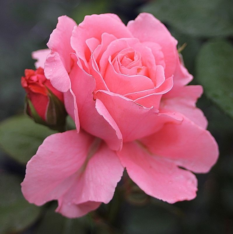 Роза чайно-гибридная Пирошка - фото 17267