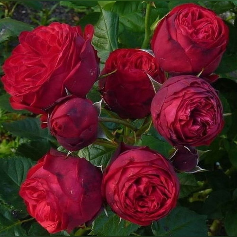Роза чайно-гибридная Пиано - фото 17269