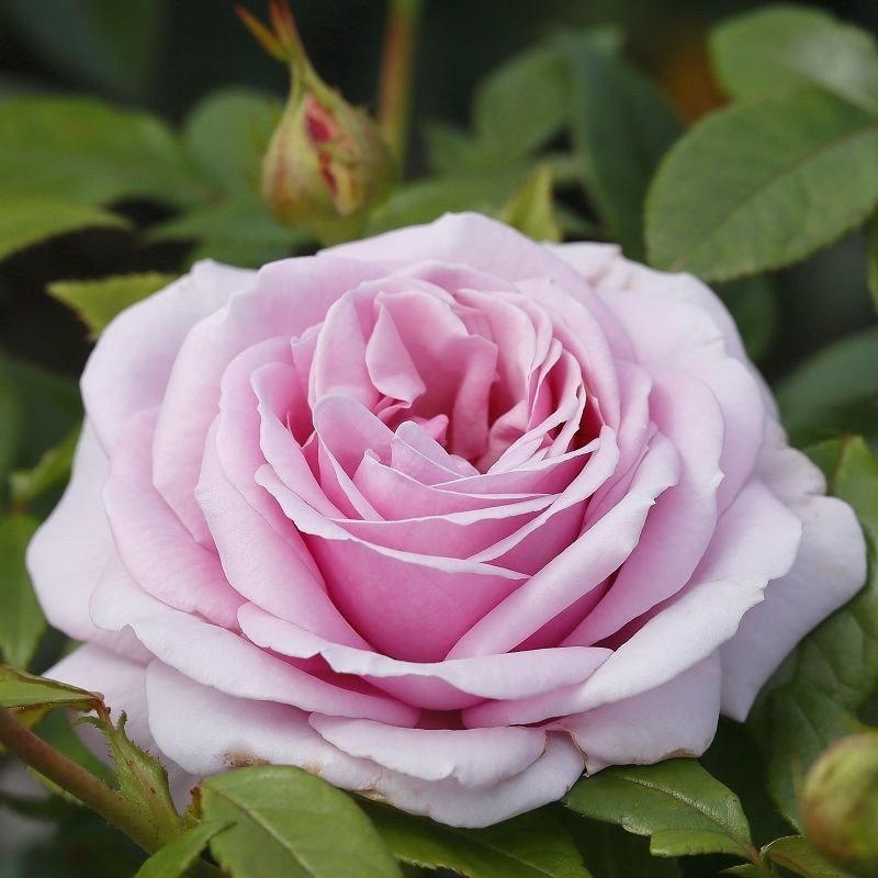 Роза чайно-гибридная Пасифик Блу - фото 17271