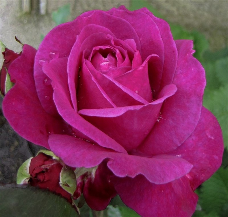Роза чайно-гибридная Пароль - фото 17272