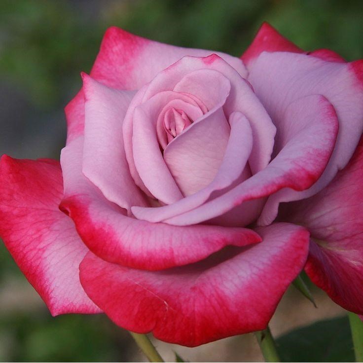 Роза чайно-гибридная Парадиз - фото 17273