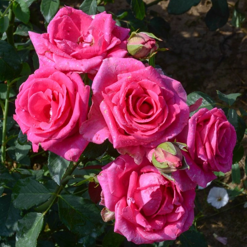 Роза чайно-гибридная Паваротти - фото 17274
