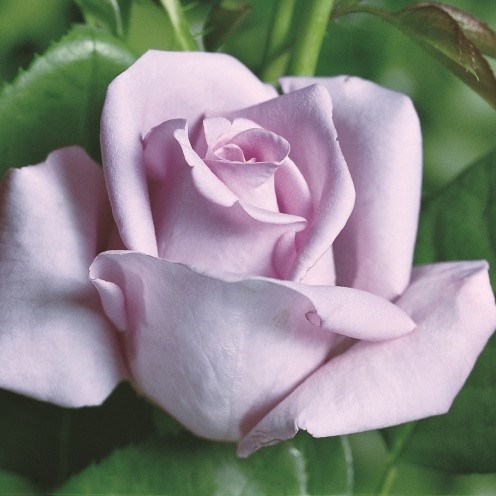 Роза чайно-гибридная Майнцер Фастнахт - фото 17287