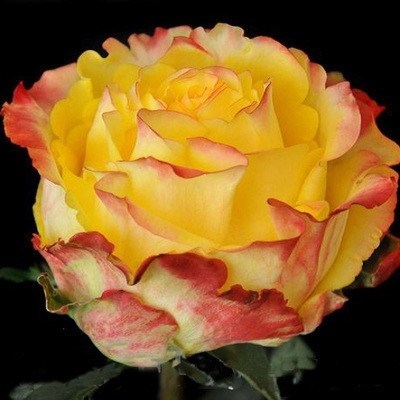 Роза чайно-гибридная Mega Star - фото 17362