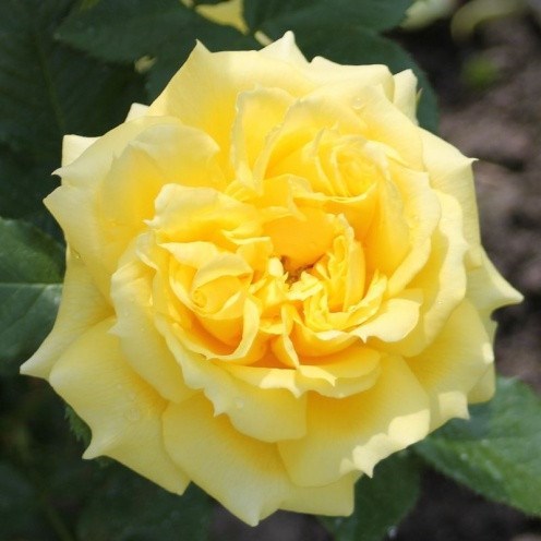 Роза флорибунда Чайна Гёл - фото 17366