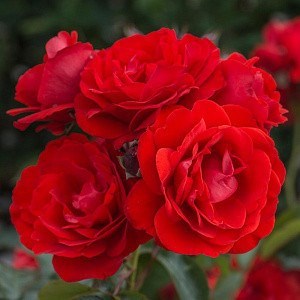 Роза флорибунда Хейнзелманхен - фото 17367