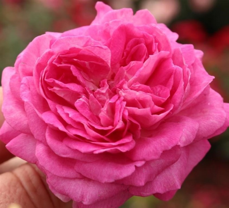 Роза флорибунда Фрауляйн Мария - фото 17372