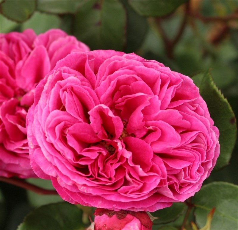 Роза флорибунда Фрайфрау Каролайн - фото 17373