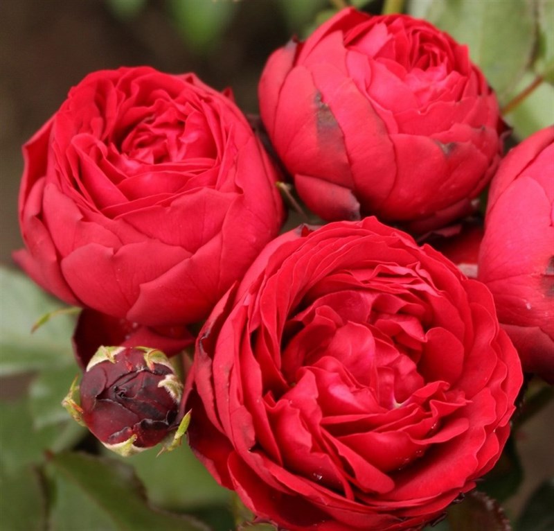 Роза флорибунда Тиль Уленшпигель - фото 17375