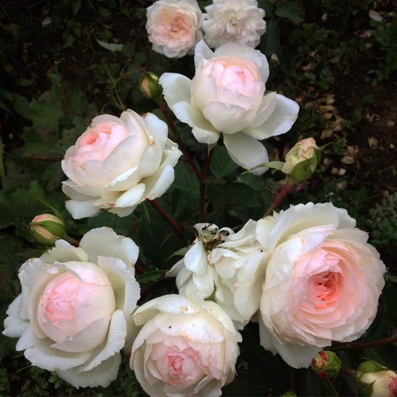 Роза флорибунда Стефани Баронин цу Гуттенберг - фото 17377