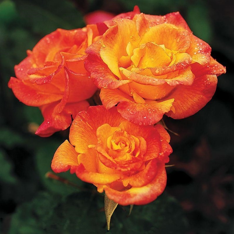 Роза флорибунда Самба - фото 17378