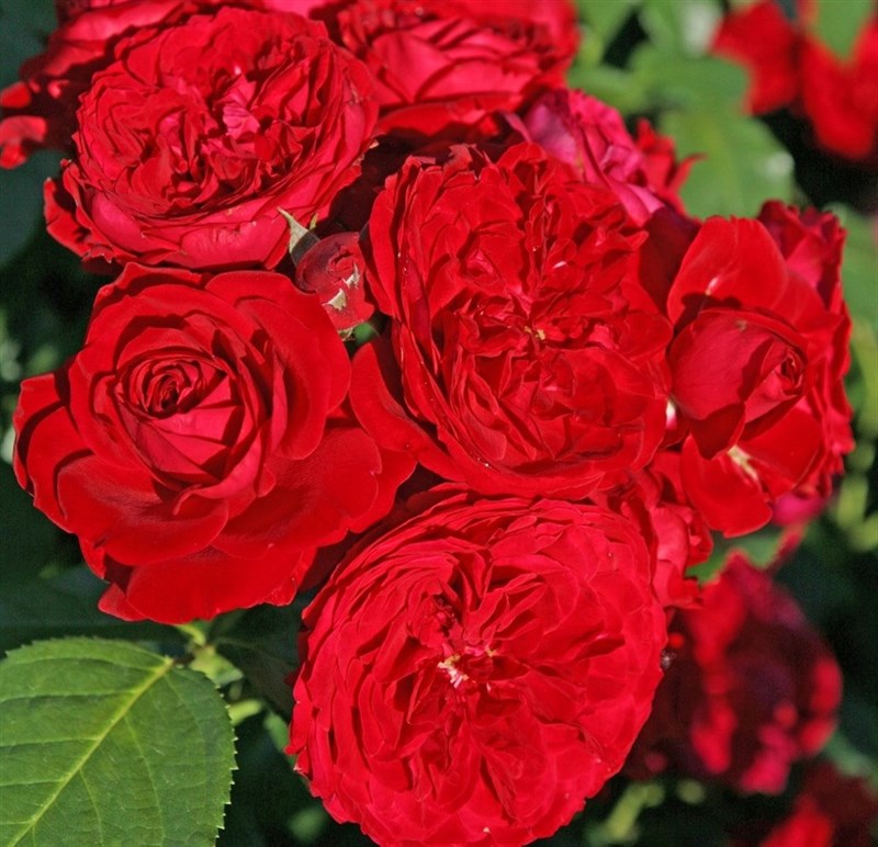 Роза флорибунда Роткапчен - фото 17379