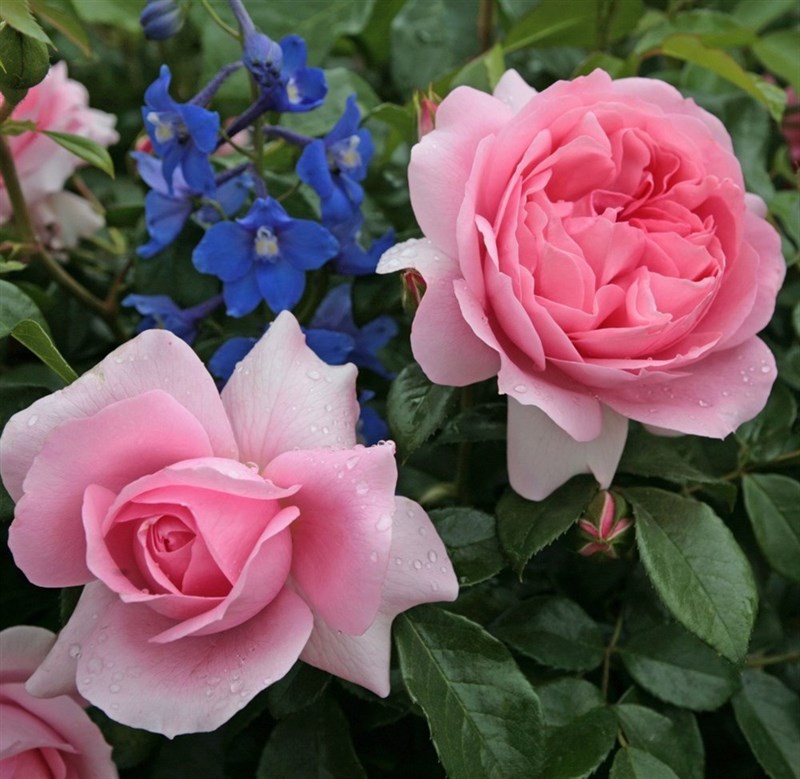 Роза флорибунда Розенфее - фото 17380