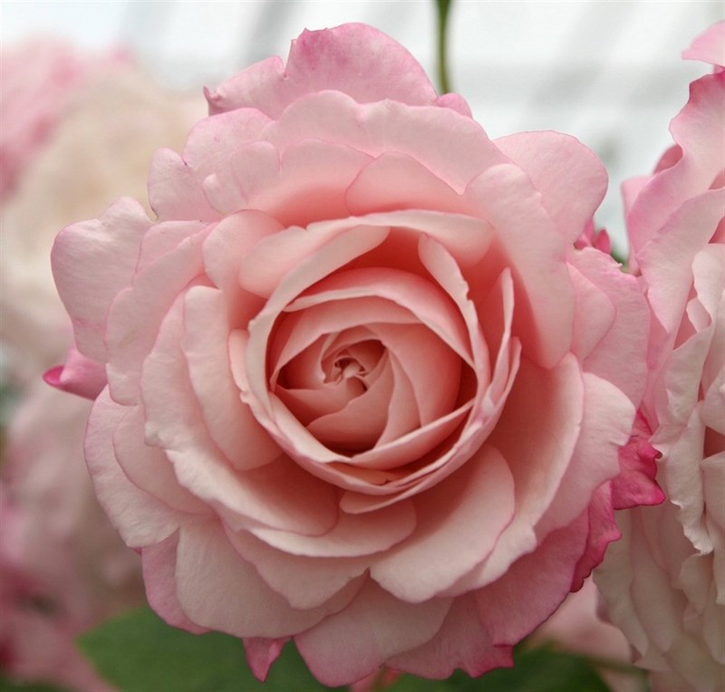 Роза флорибунда Розенфасцинэйшн - фото 17381