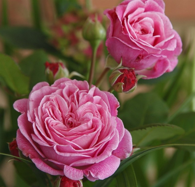 Роза флорибунда Розенграфин Мария Генриетта - фото 17382