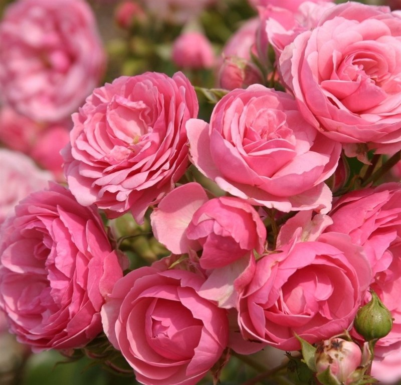 Роза флорибунда Помпонелла - фото 17384
