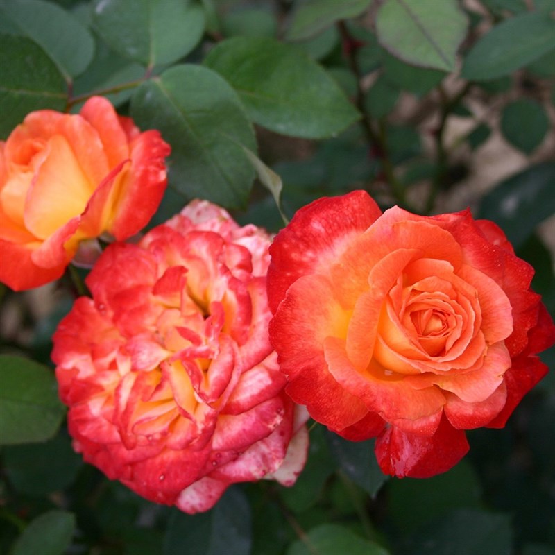 Роза флорибунда Пигаль 85 - фото 17387