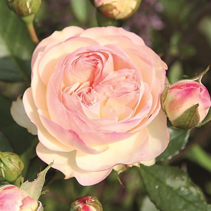 Роза флорибунда Пастелла - фото 17388