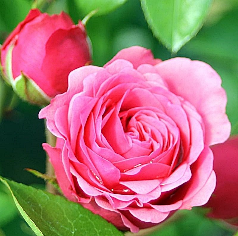 Роза флорибунда Мэджик Рококо - фото 17390