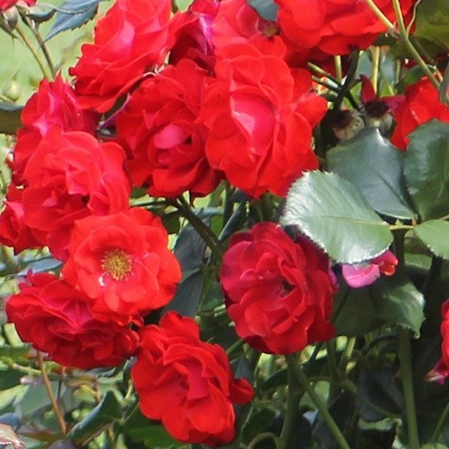 Роза флорибунда Монтана - фото 17391