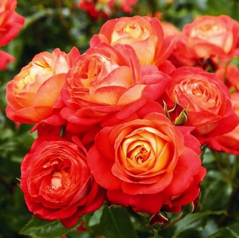 Роза флорибунда Мидсаммер - фото 17393